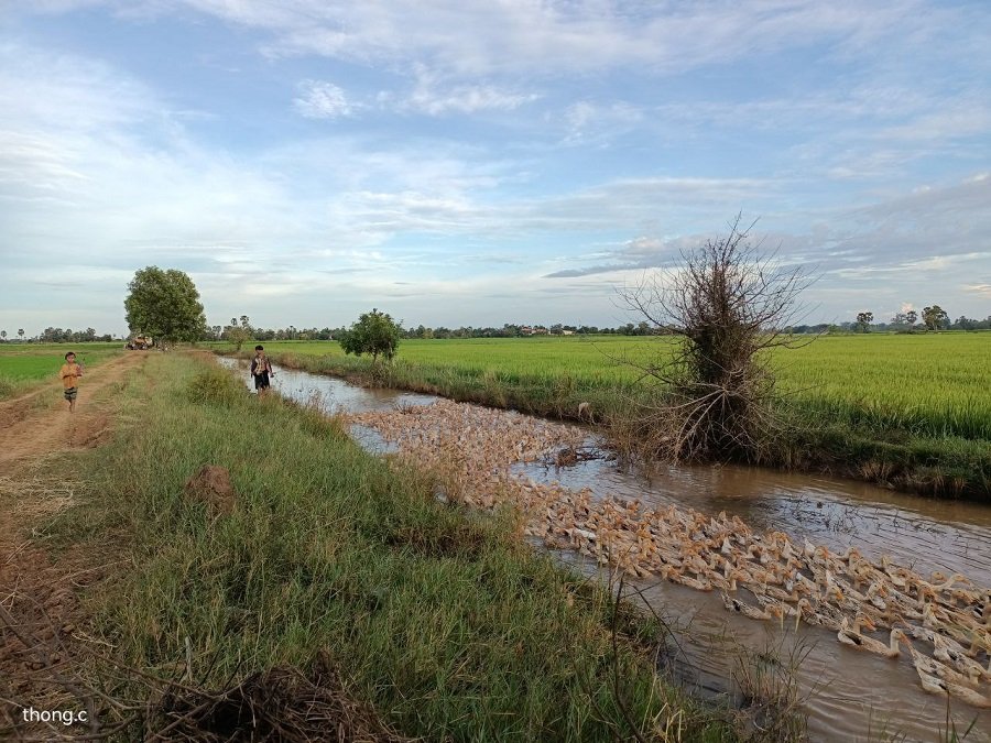 Phnom Penh Killing Fields & Ta Prohm Temple Bike Tour: History & Countryside